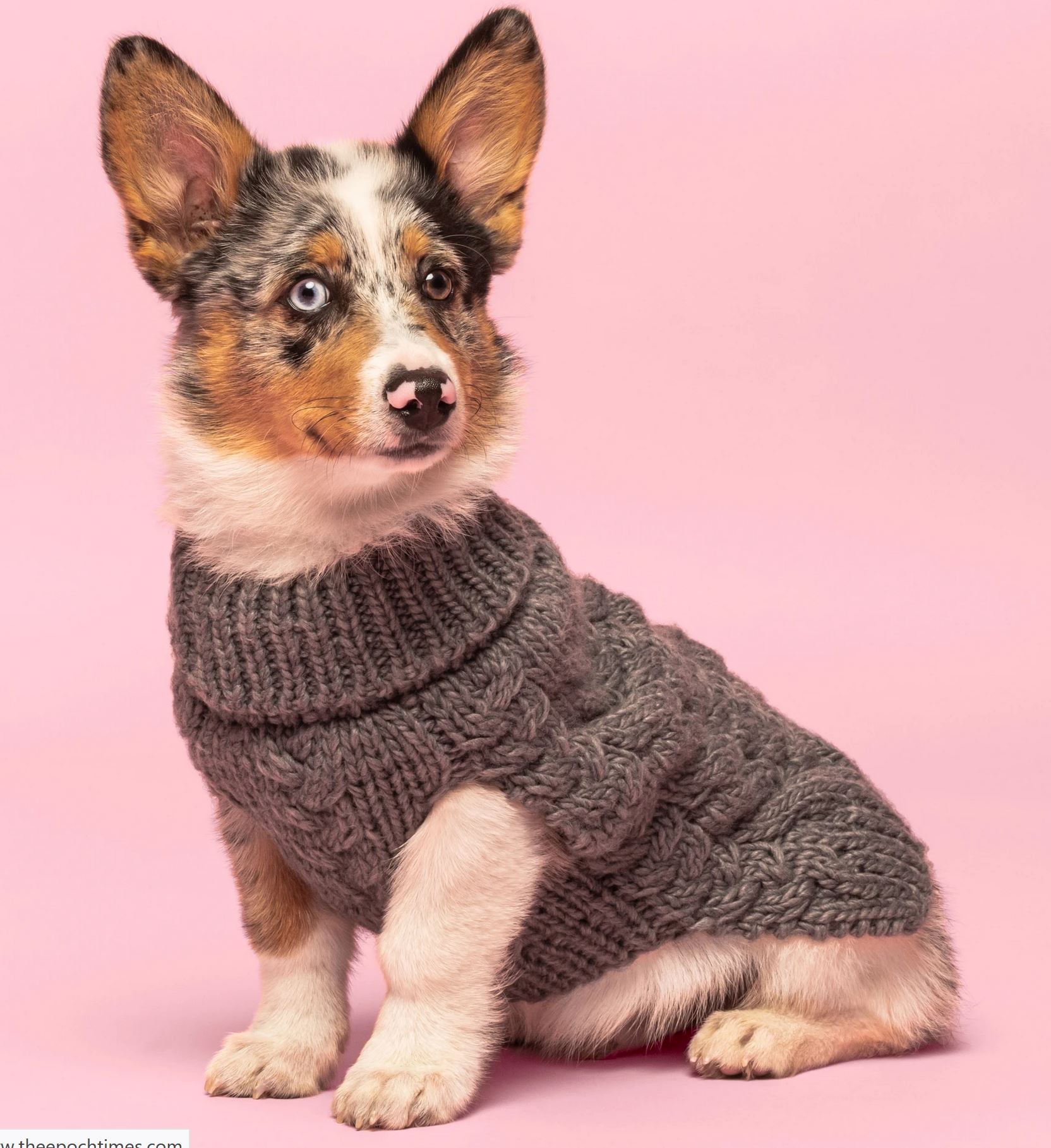  Pet Sweater wool 